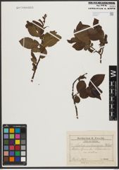 Foto von Salix silesiaca Willd.